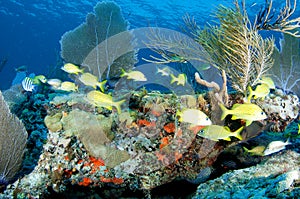 French Grunts and coral