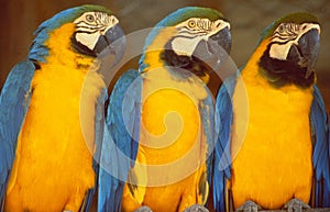 French Guyana: Three yellow-blue-white Ara-Parrots