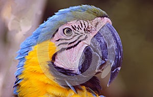 French Guyane: A Ara parrot