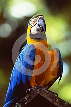 French Guyane: Ara parrot in the amazon rain forest near Cayenne