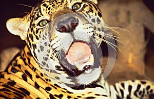 French Guyane: A Jaguar looks and shouts