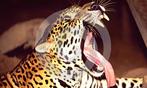 French Guyane: A Jaguar opening his mouth