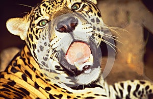 French Guyane: a jaguar in the rain forest