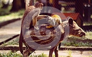 French Guyane: Two monkey\'s riding on a Tapir