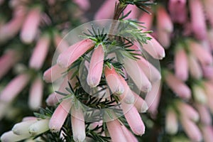 French Heather Erica x hiemalis, light pink autumn flowers