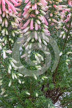 French Heather Erica x hiemalis, pink flowering shrub