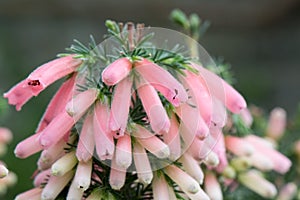 French Heather Erica x hiemalis, pink flowers