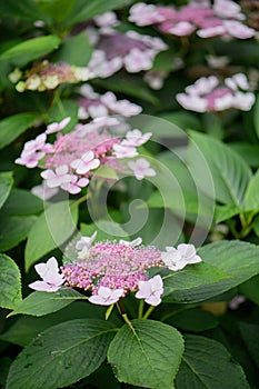 Bigleaf Hydrangea macrophylla Mariesii Perfecta, pink flowering plant photo