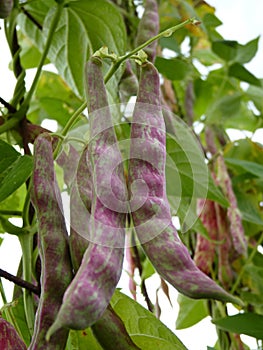 French Kidney Bean Phaseolus Vulgaris Pods