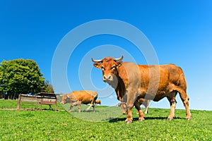 French landscape with brown cows