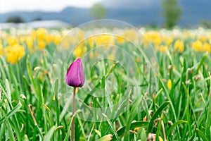 French late tulip bloom among flower field on a farm, with yellow tulips in the distance. Selective focus on the purple pink tulip