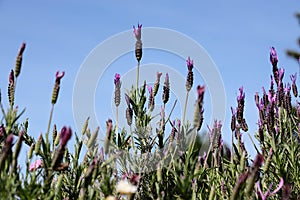 French lavender against the blue sky