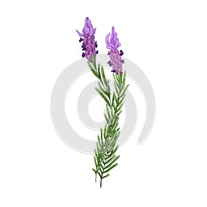 French lavender, blossomed flowers. Floral drawing of lavanda blooms. Provence lavandula branches. Aromatic lavander