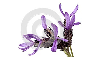 French Lavender Isolated