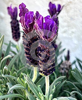 French lavender, Lavandula stoechas, ornamental and source of infusions