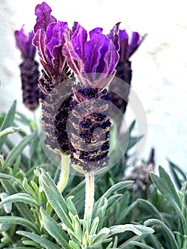 French lavender, Lavandula stoechas, ornamental and source of infusions