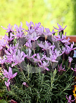 French lavender lavandula stoechas plants