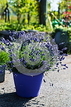 French lavender plant