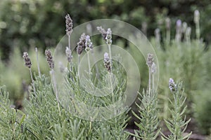 French lavender plant with flowers