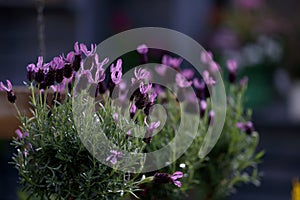 French lavender plants loved by bees - stock photo