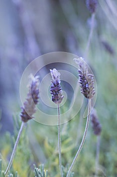 French lavender purple flowers photo