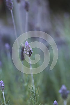 French lavender purple flowers photo