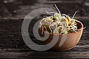 French Lentils Sprouts in a Wooden bowl