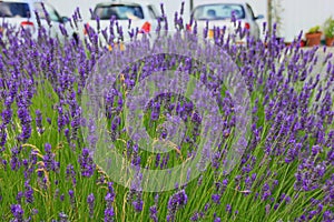 French lilac fragrant lavender and lavandin field with blurred parked cars on background.