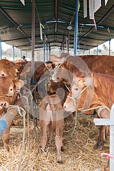 French Limousin bulls