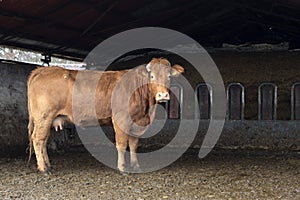 French Limousin cow, stands in full size in the barn, with muddy hooves, with light pink nose, broken horns