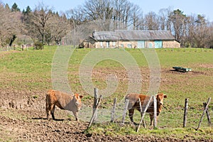 French Limousin cows