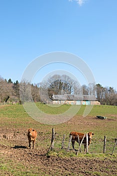 French Limousin cows