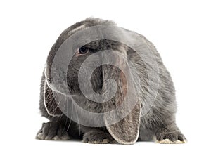 French lop rabbit, isolated