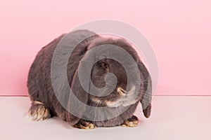 French lop photo