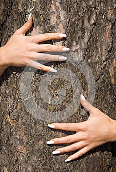 French manicure on a background of a bark-2