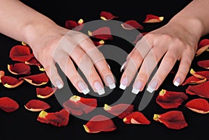 French manicure and red rose petals