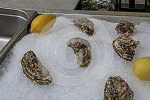 French marennes d'oleron oysters