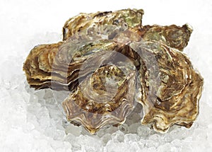 French Marennes d`Oleron Oysters, ostrea edulis on Ice