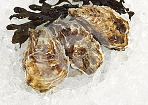 French Marennes d`Oleron Oysters, ostrea edulis on Ice