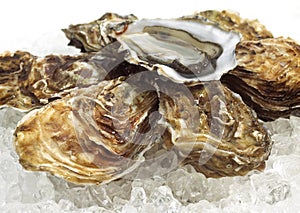 French Marennes d`Oleron Oysters, ostrea edulis on Ice