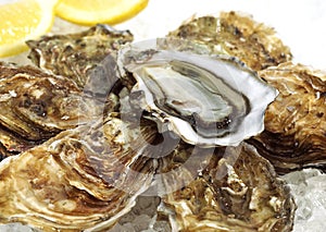 French Marennes d`Oleron Oysters, ostrea edulis on Ice