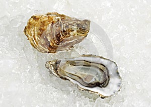 French Marennes d`Oleron Oysters, ostrea edulis on Ice