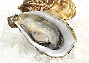 French Marennes d`Oleron Oysters, ostrea edulis on Ice