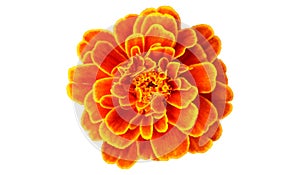 French marigold photo