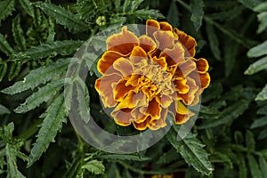 French marigold