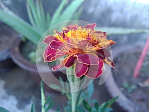 French Marigold Flower Closeup