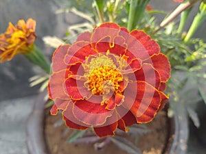 French Marigold Flower Closeup