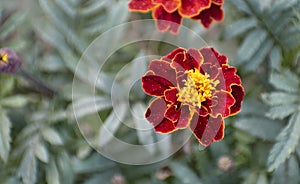 French marigold flower Tagetes patula or Kashmiri Gada, Genda Flower