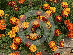 French marigold flower Tagetes patula L. background