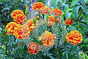 French Marigold`s golden flowers, Tagetes patula. Tagetes garden flowers. Close-up of beautiful marigold blossom on green texture photo